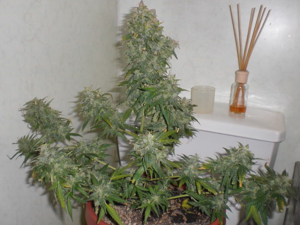 Dec1005.jpg