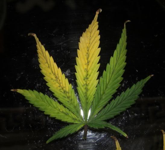 BMLeafIssue2.jpg