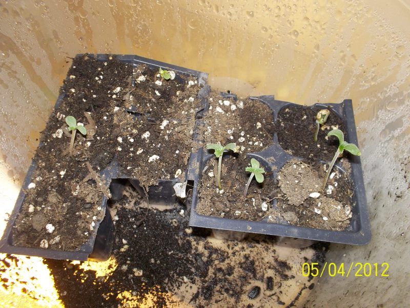 seedlings001-3.jpg