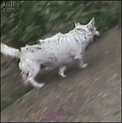 3dZlOhd.gif