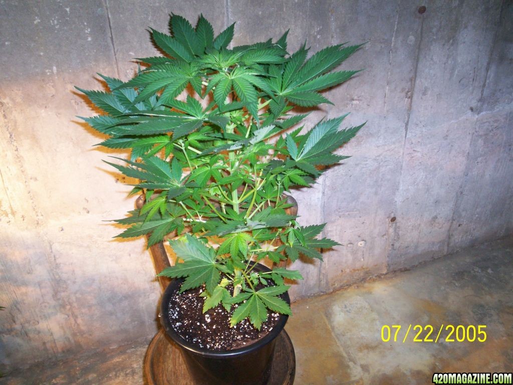 Week_1_Flowering_AK-48_Blackberry_ICE_N_Y_P_D_012.JPG