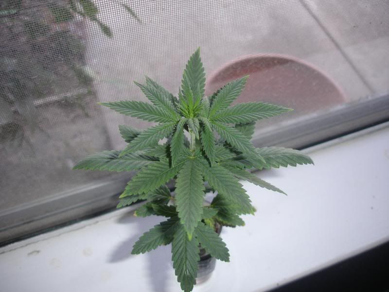 ncuagf7uhjs006.jpg