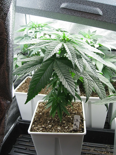 3676456591_97f407bd2e.jpg