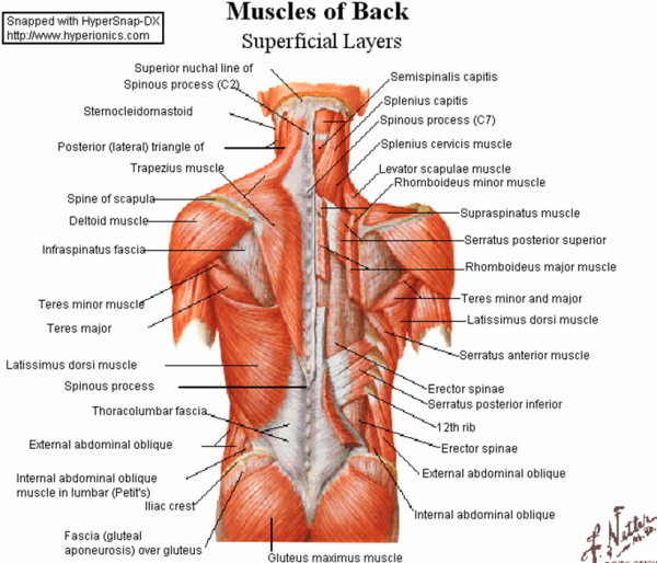back-muscles-resized-600.png