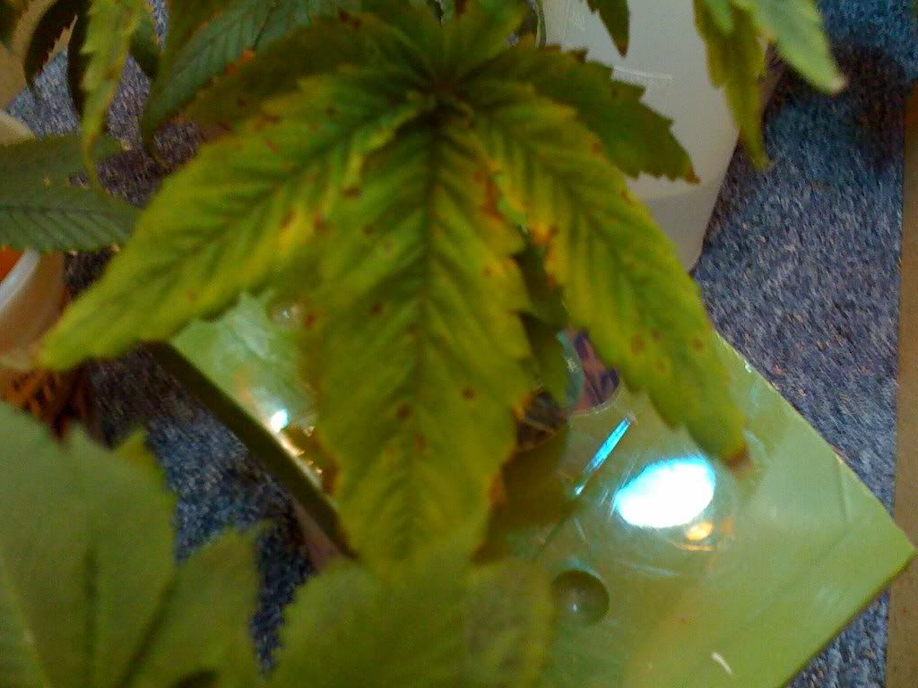 Picture003.jpg