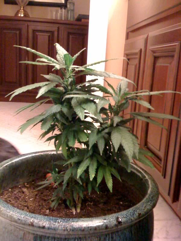 Plant4.jpg