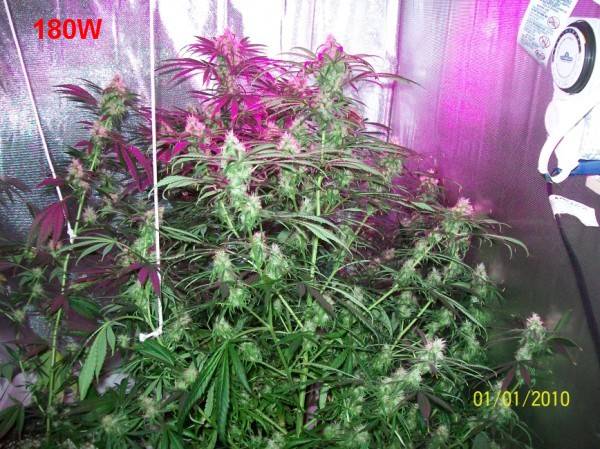 8_weeks_flowering_009_600x449.jpg