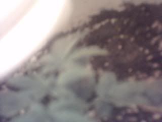 2DaysbeforeIstartflowering005.jpg