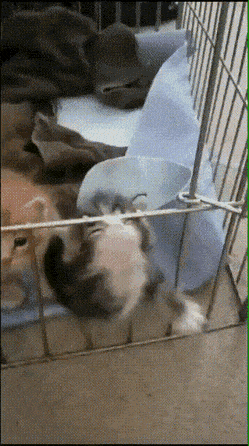 1668105752_15.gif