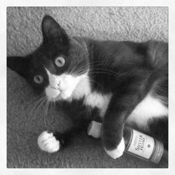 chandler_drinking.jpg