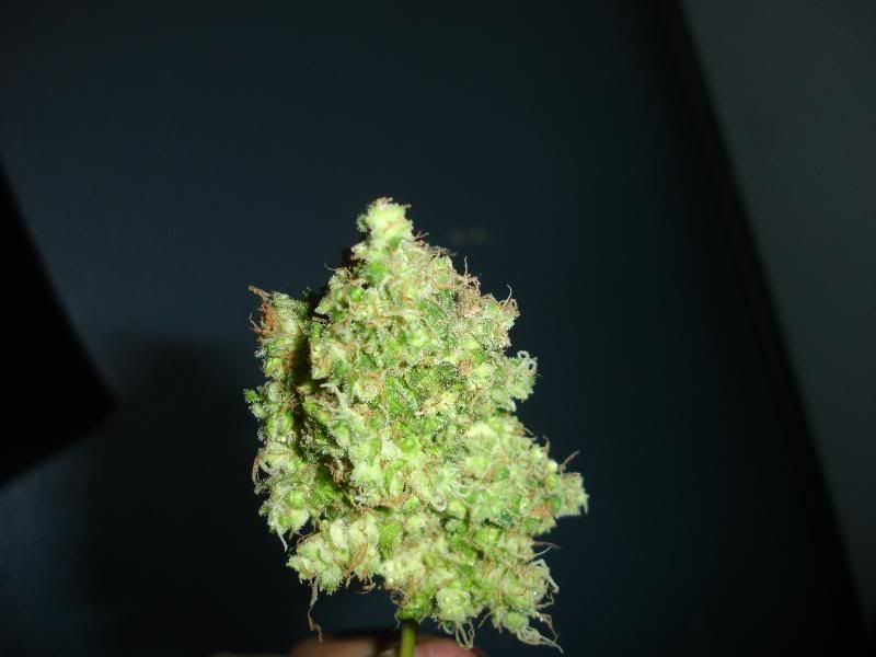 siccness123041.jpg