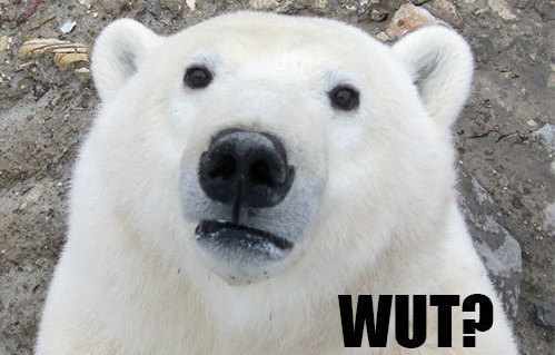 49107-polar-bear-wut-YBJn.jpeg