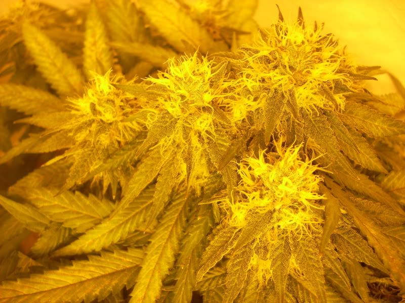 plantpics009.jpg