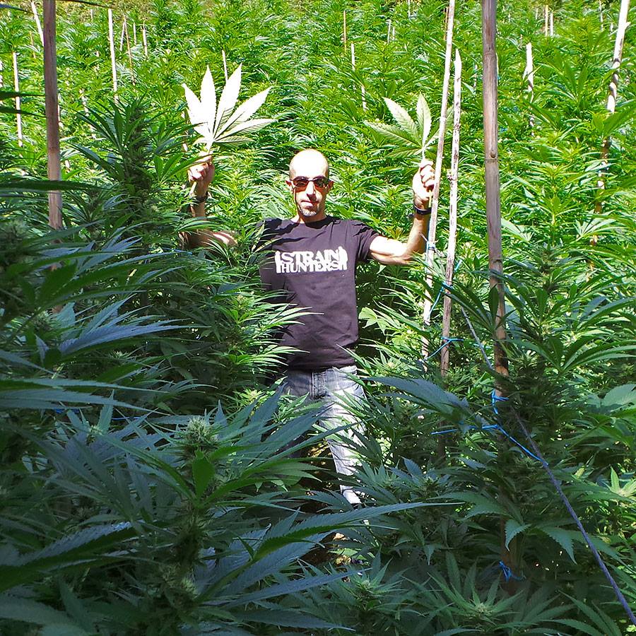 White-Lemon-strain-Hunters.jpg