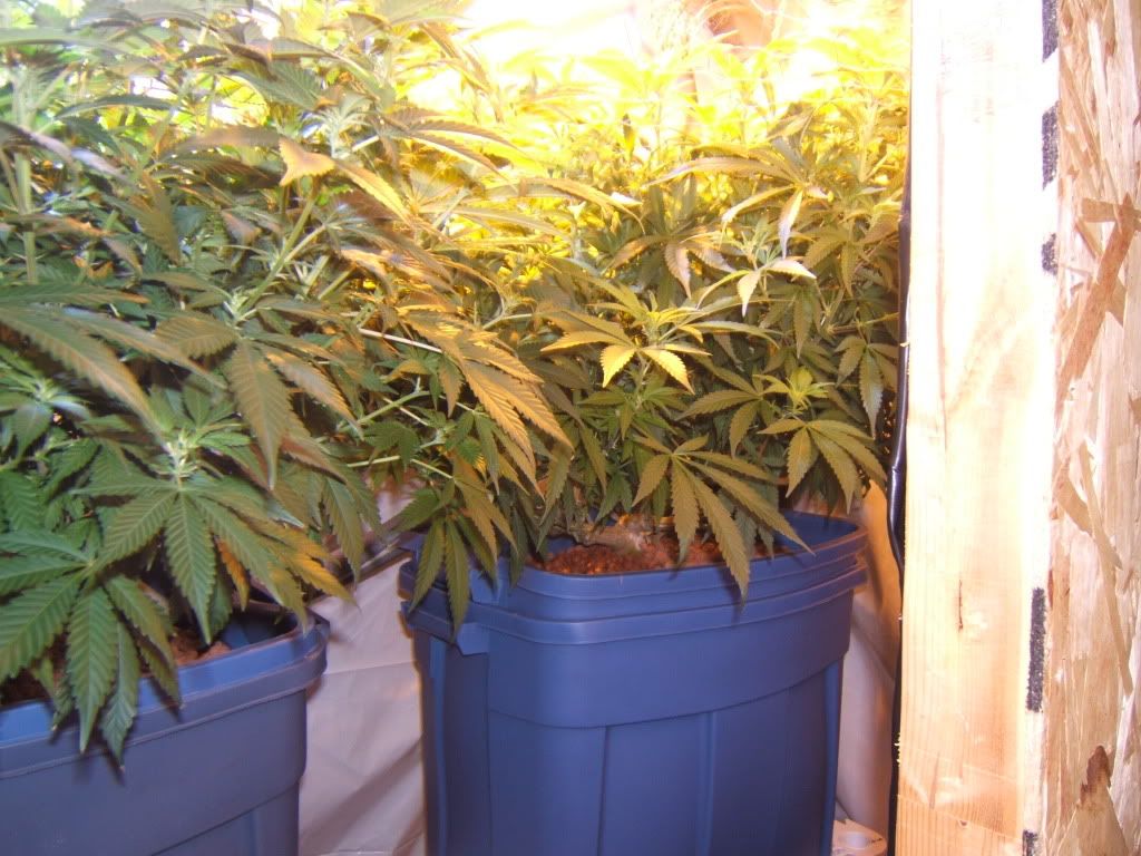 FlowerDay11Pro.jpg