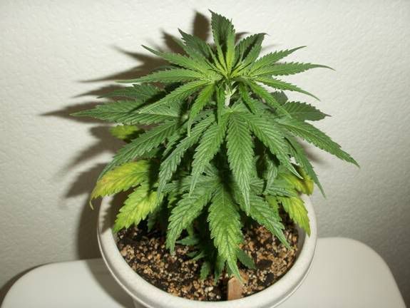 plant516.jpg