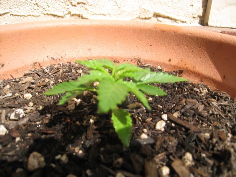 Picture005.jpg