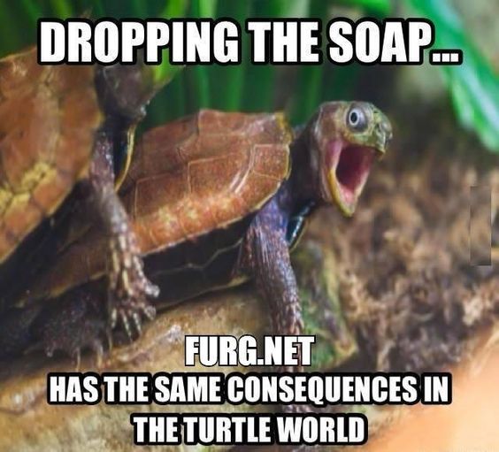 8eb1b9ae4ff27f28a847b08d94ed2a36--prison-turtles.jpg