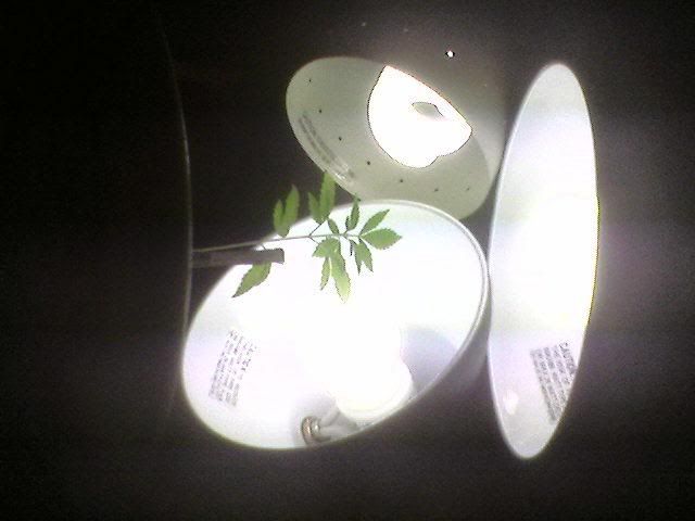 NewPlant2.jpg