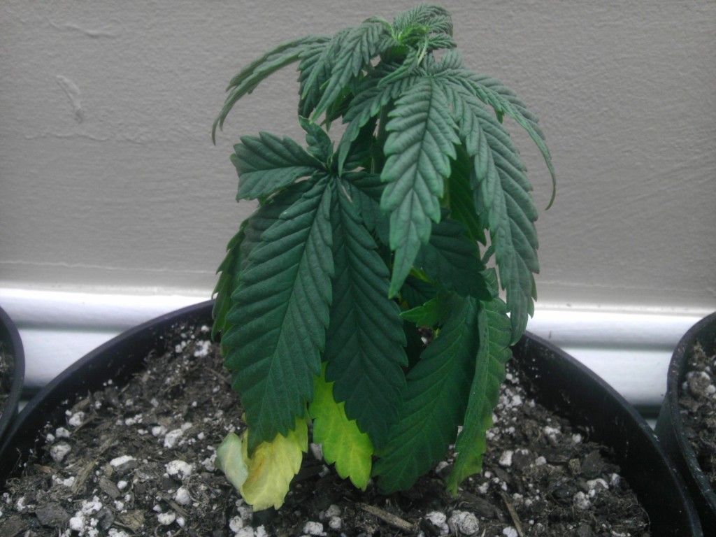 IMAG2876.jpg