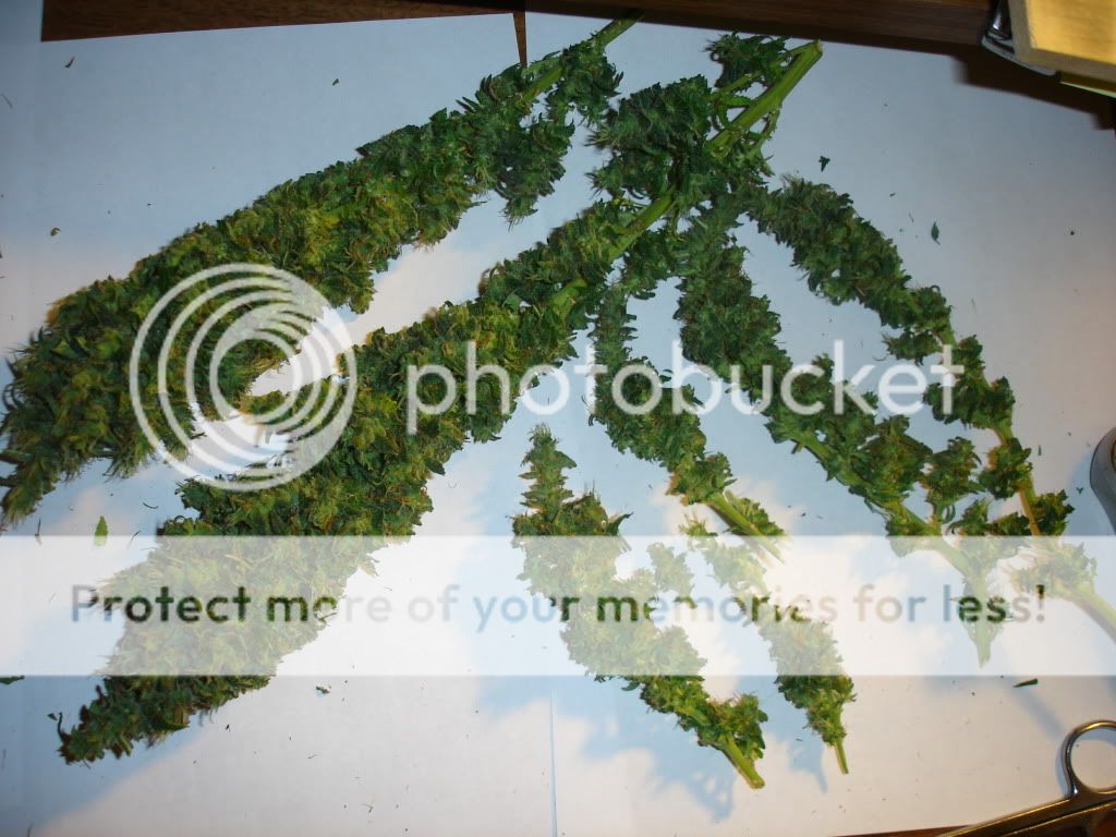DSC04594.jpg