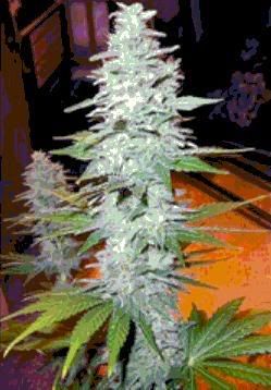 marajuana.jpg