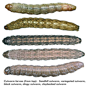 cutworm-larvae.png