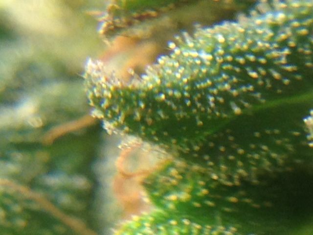 IMG_0517_zpsaa6454e3.jpeg