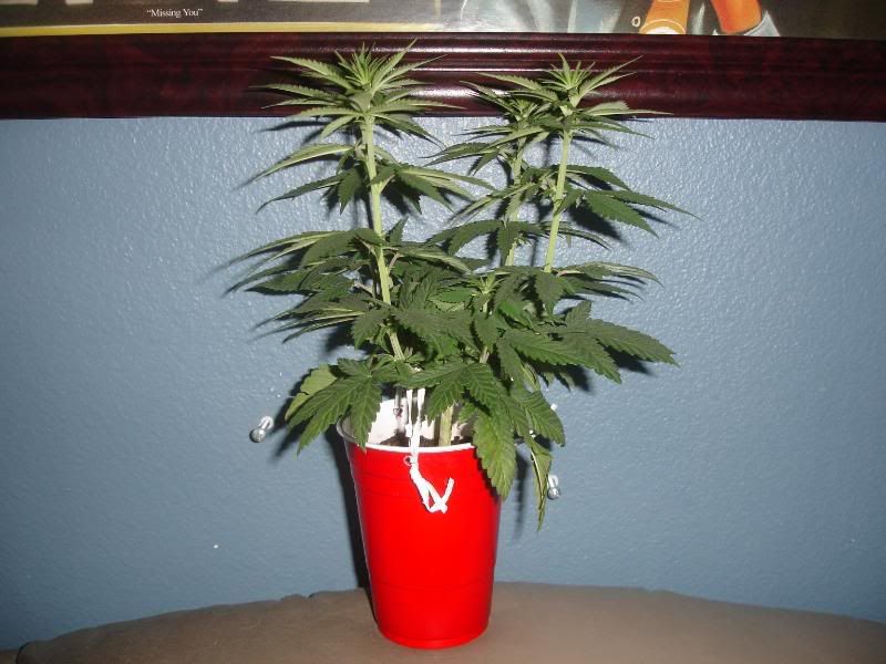 ncuagf7uhjs001.jpg