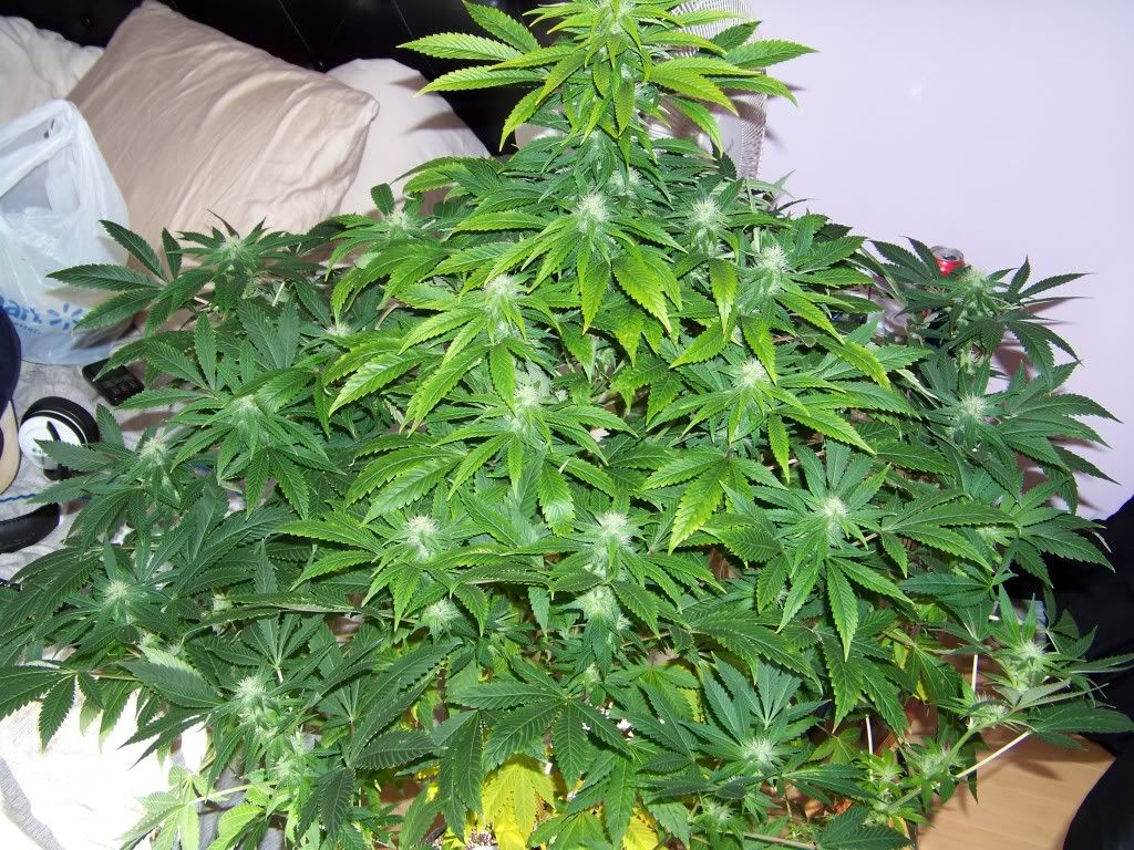 100_2723.jpg
