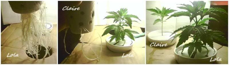 plantslove.jpg