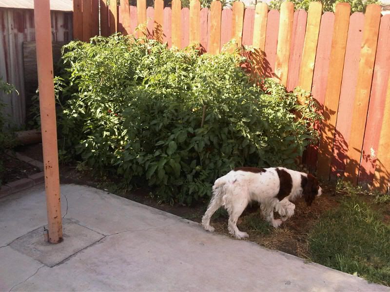 IMG00087-20110704-17041.jpg