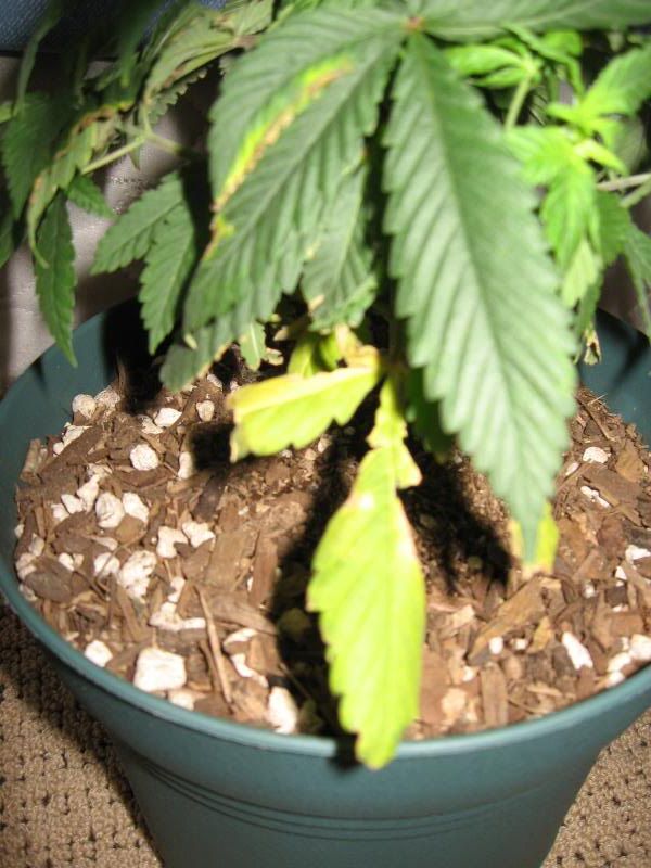 Plants.jpg