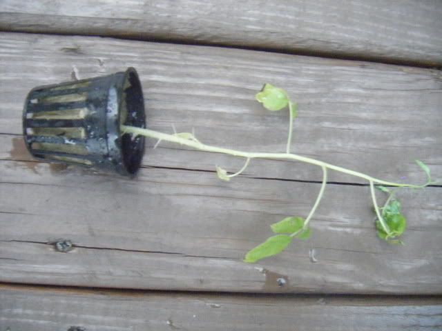 DSCF1724.jpg