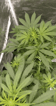 giphy-downsized.gif