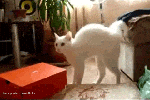 1676977870_8.gif