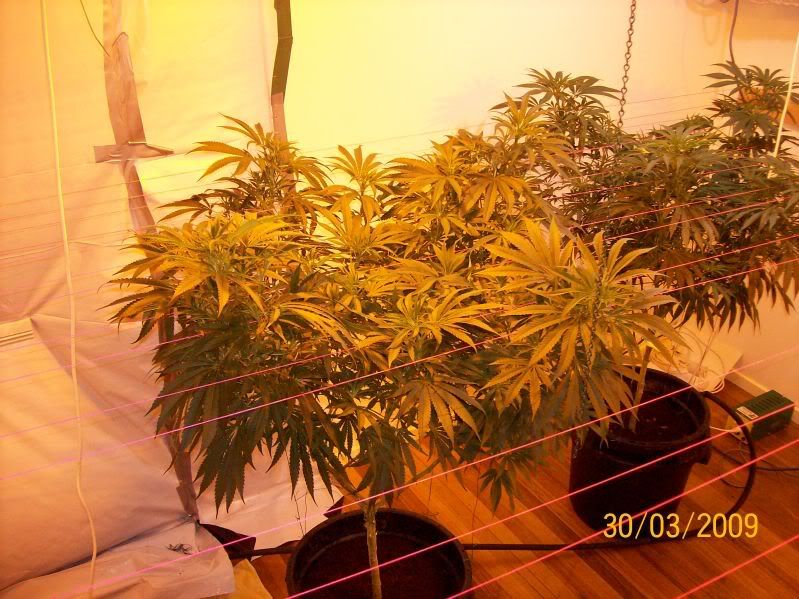 Plants141.jpg