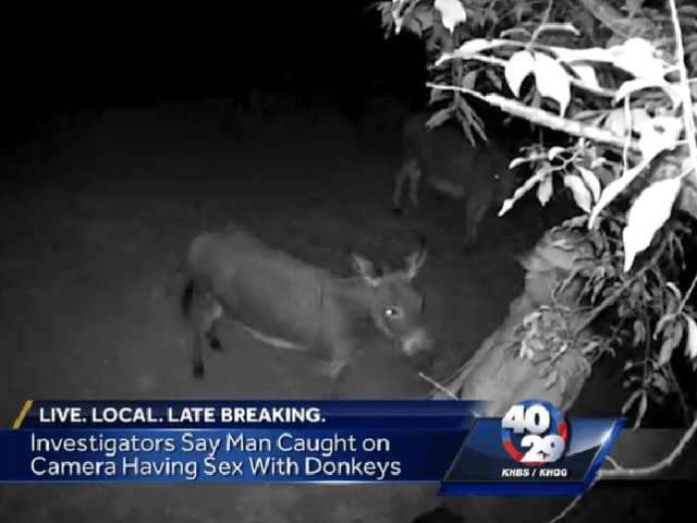 donkey-640x480.png