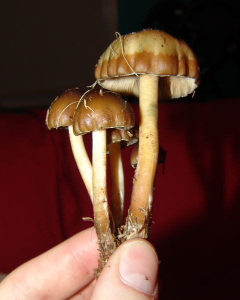 464103221-480px-Weilii.jpg