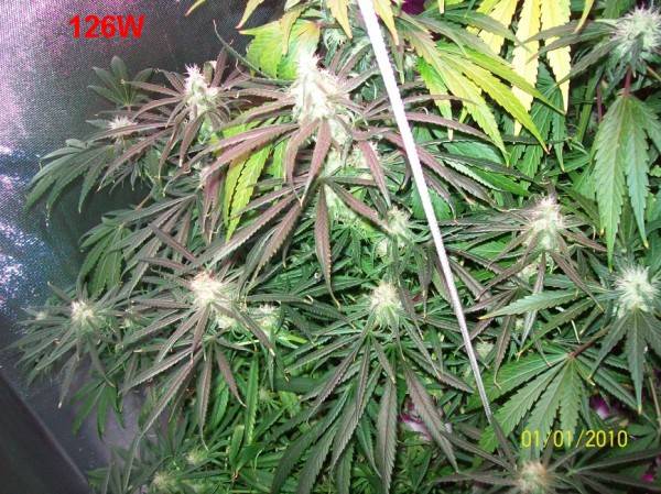 8_weeks_flowering_014_600x449.jpg