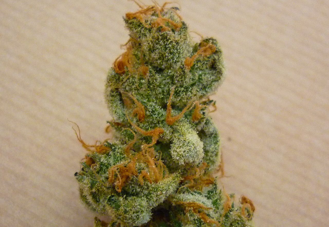 orangebud5.jpg
