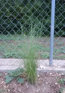muhlygrass2.jpg