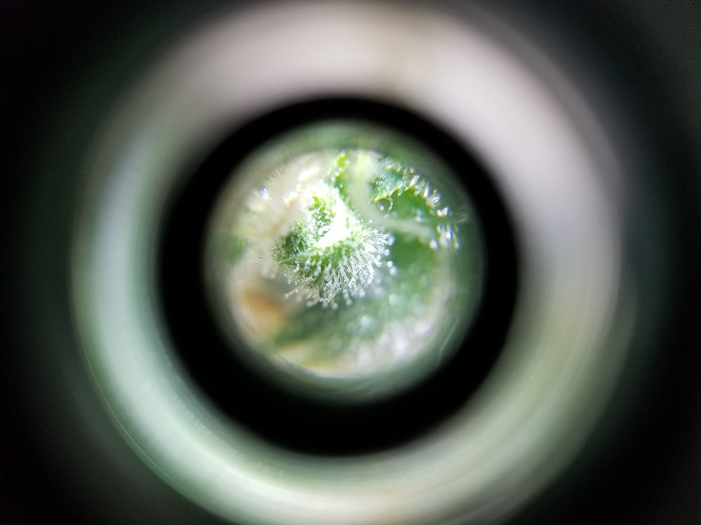 lil-microscope2.jpg