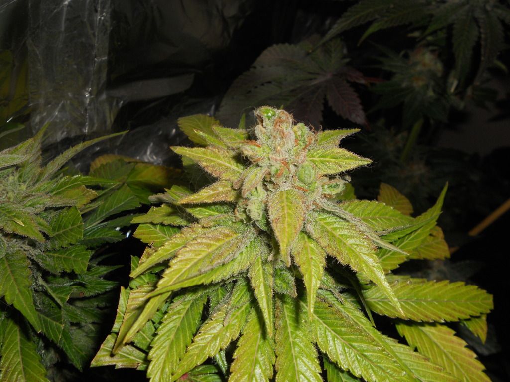 DSCN4923.jpg