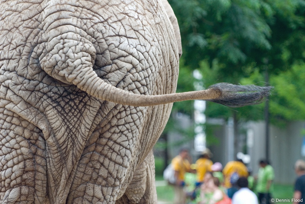 elephant_tail_8229.jpg
