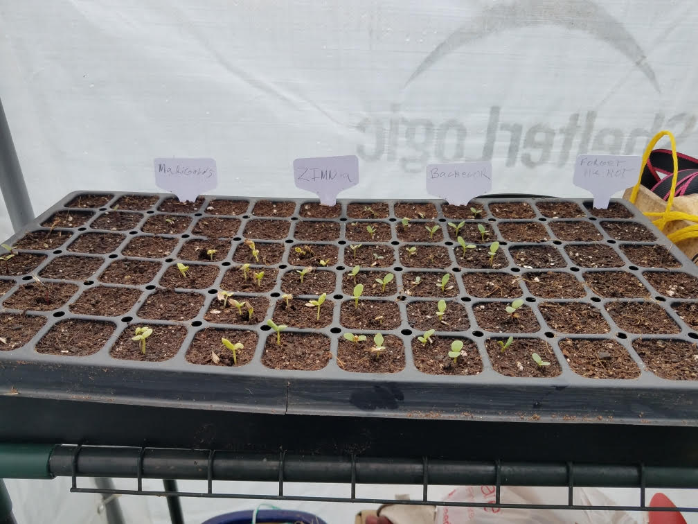 flowersstarts327.jpg