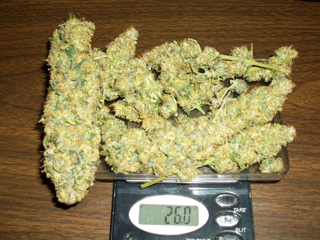 Harvest3Cure1.jpg