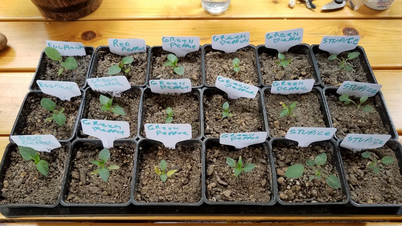 vegstarts1.jpg
