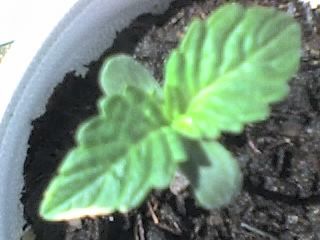 plant4.jpg