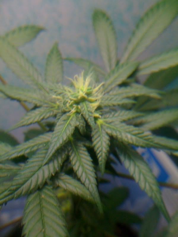 plant006.jpg